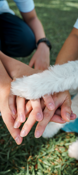 close-up-human-hands-with-dog-feet Give Where You Live - Brittany Locking close up human hands with dog feet