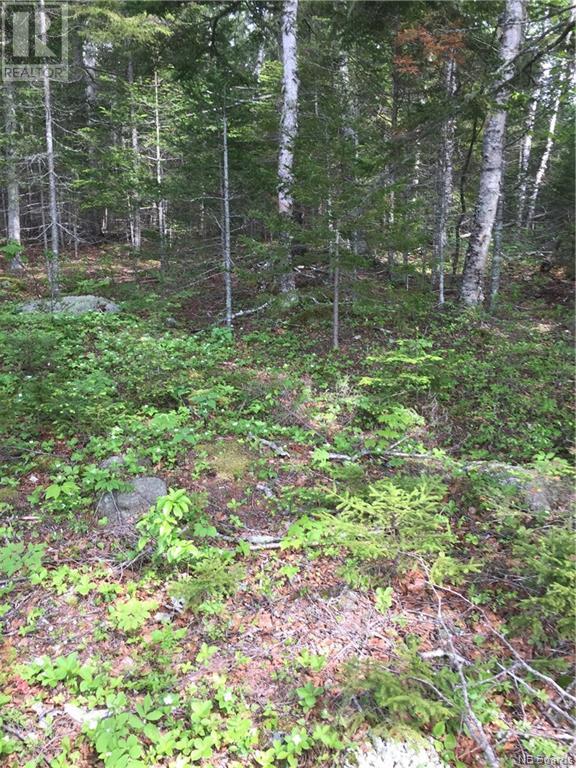 - Maxwell Road, Bonny River, New Brunswick  E5C 3S9 - Photo 11 - NB058304