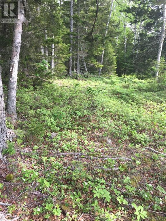 - Maxwell Road, Bonny River, New Brunswick  E5C 3S9 - Photo 12 - NB058304