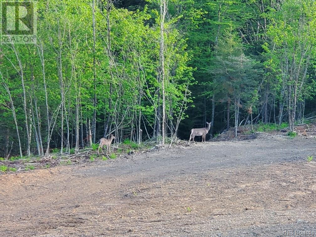 166 176 Route, Pennfield, New Brunswick  E5H 1T9 - Photo 19 - NB086284