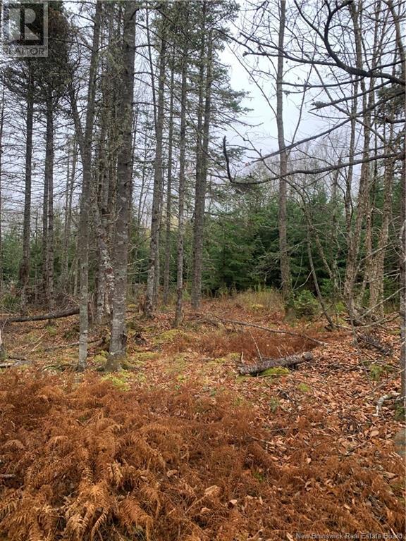 - Upper Waweig Road, Upper Waweig, New Brunswick  E3L 4N1 - Photo 6 - NB108762