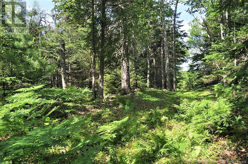 0 Currie Cove Road, Bayside, New Brunswick  E5B 0C8 - Photo 13 - NB119129