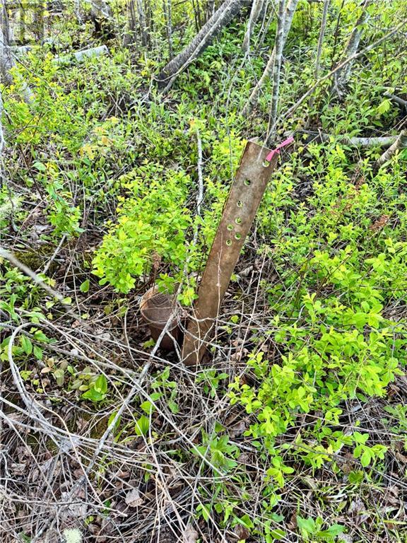 Lot Rooth Road, Tracy, New Brunswick  E5L 1K2 - Photo 6 - NB119503