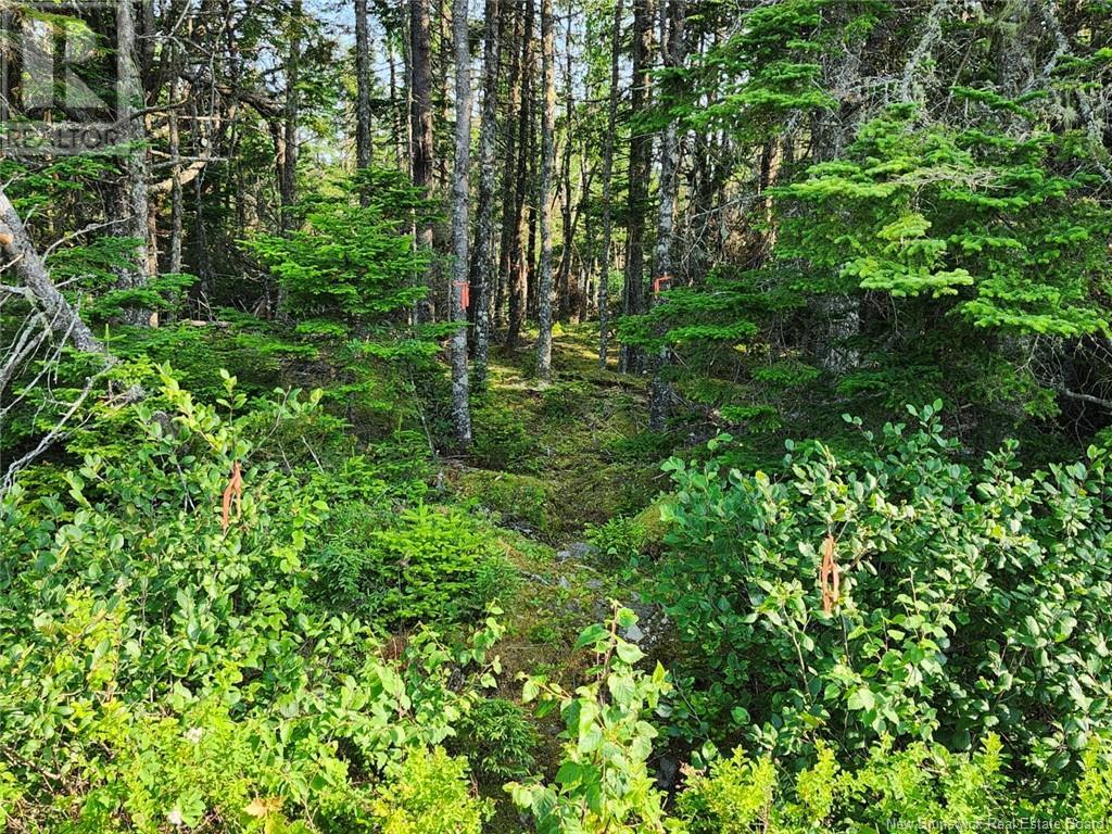 Route 790, Dipper Harbour, New Brunswick  E5J 1X9 - Photo 11 - NB122053