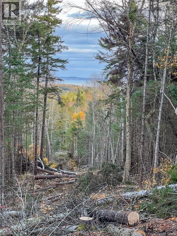 Land Chamcook Lake No 1 Road, Chamcook, New Brunswick E5B 2Z4 - Photo 16 - NB123802