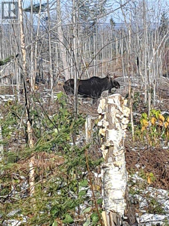45 Fosters Lane, Peltoma Settlement, New Brunswick  E5L 0B3 - Photo 49 - NB124412