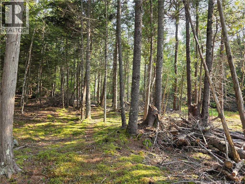 Lot 1 Rankine Road, Bayside, New Brunswick  E5B 2S7 - Photo 2 - NB126541