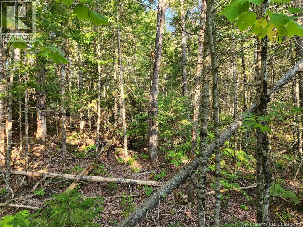 Route 101, Clarendon, New Brunswick  E5K 4C3 - Photo 6 - NB126800