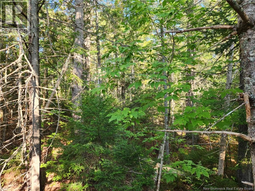 Route 101, Clarendon, New Brunswick  E5K 4C3 - Photo 8 - NB126800