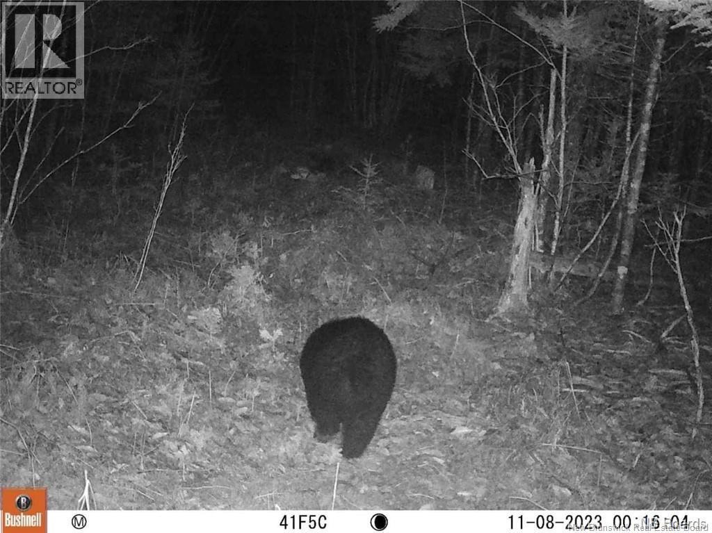 Lot Route 735, Mayfield, New Brunswick E3L 5M9 - Photo 8 - NB130158