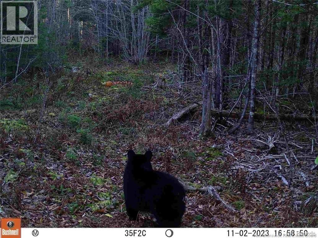 Lot Scotch Ridge Road, Hayman Hill, New Brunswick E3L 5A8 - Photo 4 - NB130157