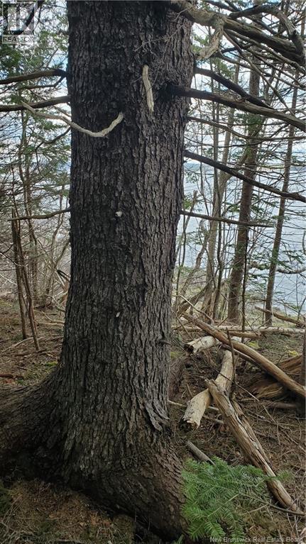 Cunningham Beach Dock Road, Chamcook, New Brunswick  E5B 0A9 - Photo 15 - NB132266