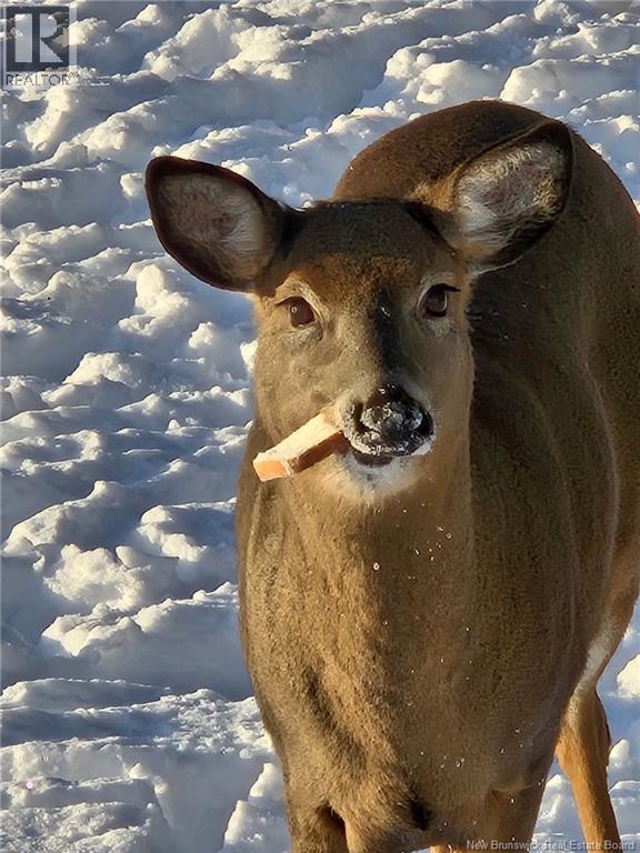 1113 Mascarene Road, Caithness, New Brunswick  E5C 2T6 - Photo 10 - NB132447
