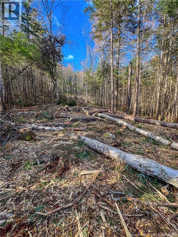 Land Chamcook Lake No. 1 Road, Chamcook, New Brunswick E5B 2Z4 - Photo 12 - NB132987