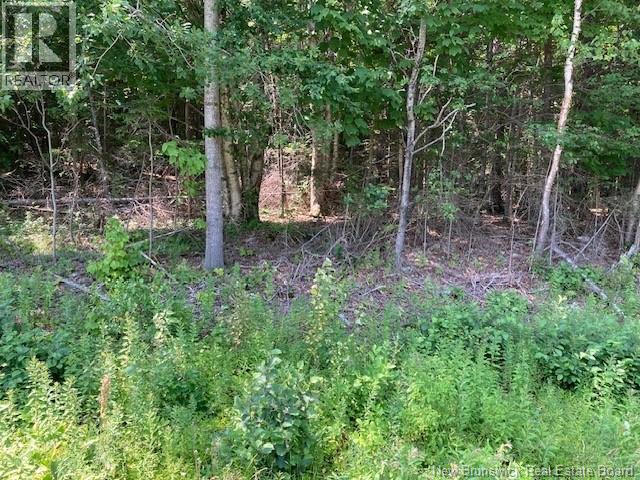 0 Frye Road, Chamcook, New Brunswick  E5B 3R6 - Photo 3 - NB133915