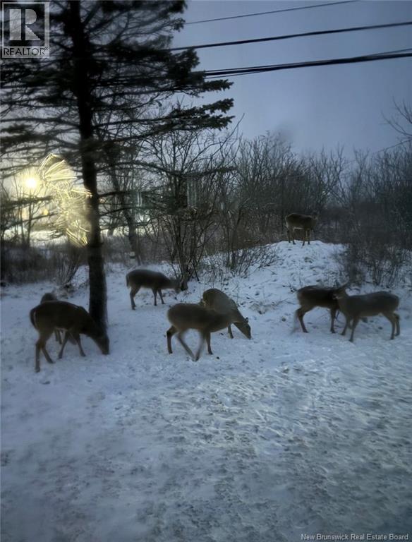 496 Argyle Street, Saint John, New Brunswick  E2M 3B1 - Photo 42 - NB136237