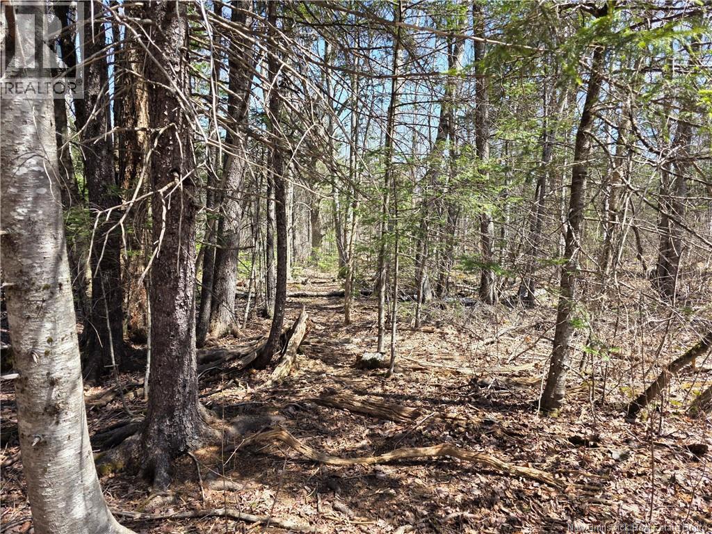 1175 Route 127, Rollingdam, New Brunswick  E5B 3E8 - Photo 5 - NB138786