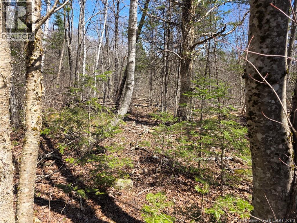 1175 Route 127, Rollingdam, New Brunswick  E5B 3E8 - Photo 6 - NB138786