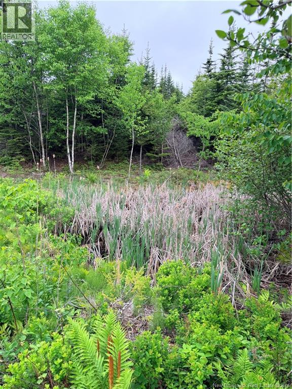 Meadow Cove Road, Musquash, New Brunswick E5J 1Y5 - Photo 8 - NB141224