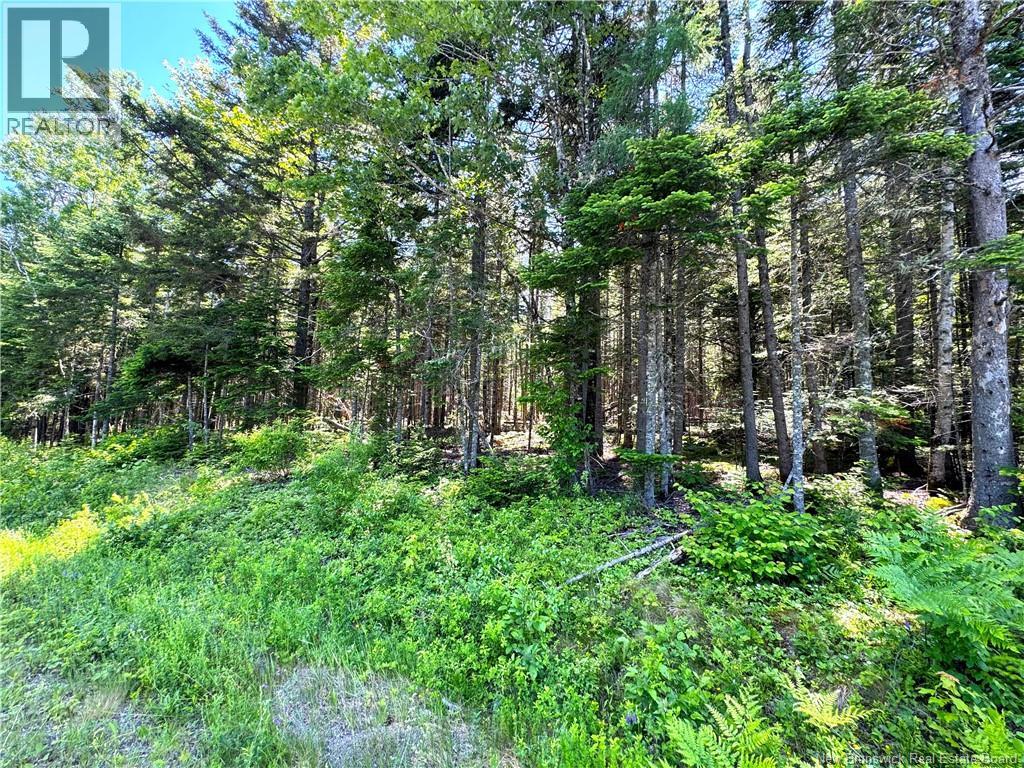 Route 760, Rollingdam, New Brunswick  E5A 2X4 - Photo 7 - NB142388