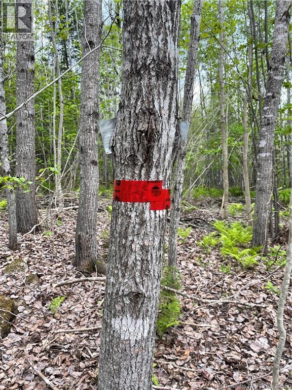 00 Mill Settlement Road, Hoyt, New Brunswick E5L 2H1 - Photo 28 - NB148659
